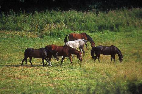   ? 01_12_19-horses-new-forest_web